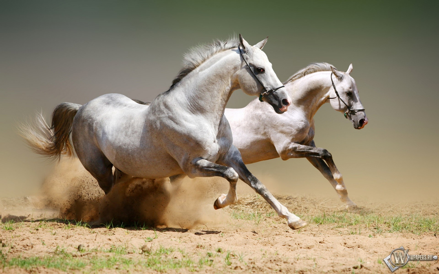 Бегущие белые лошади 1680x1050