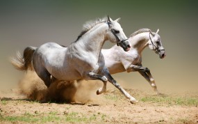 Обои Бегущие белые лошади: Пыль, Бег, Лошади, Лошади