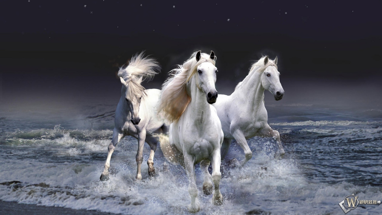 Белые лошади бегущие по волнам 1280x720