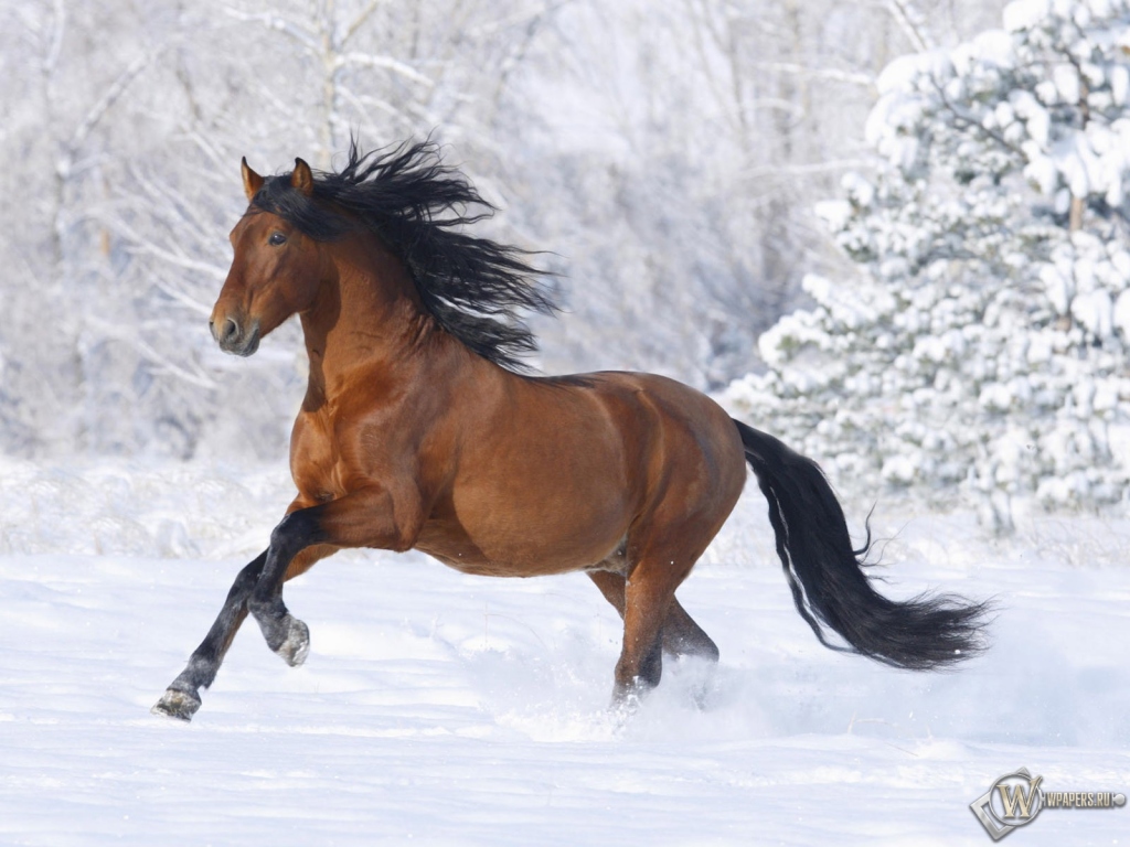 Лошадь бегущая по снегу 1024x768