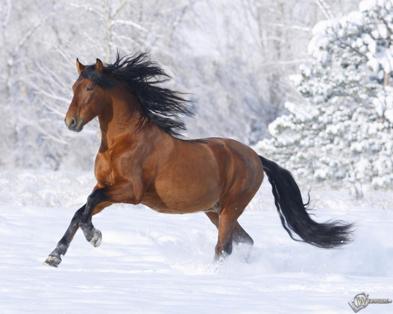 Лошадь бегущая по снегу 1280x1024