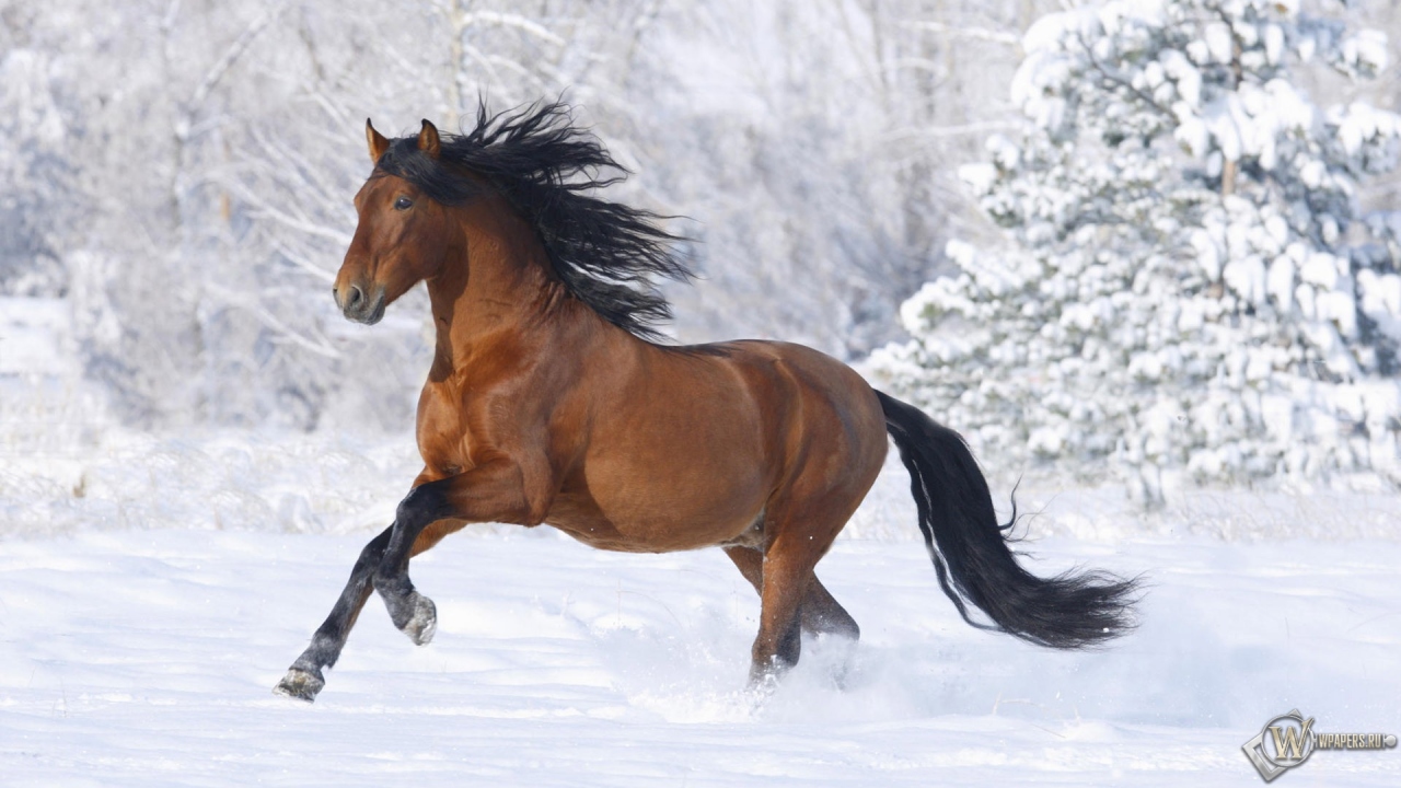 Лошадь бегущая по снегу 1280x720
