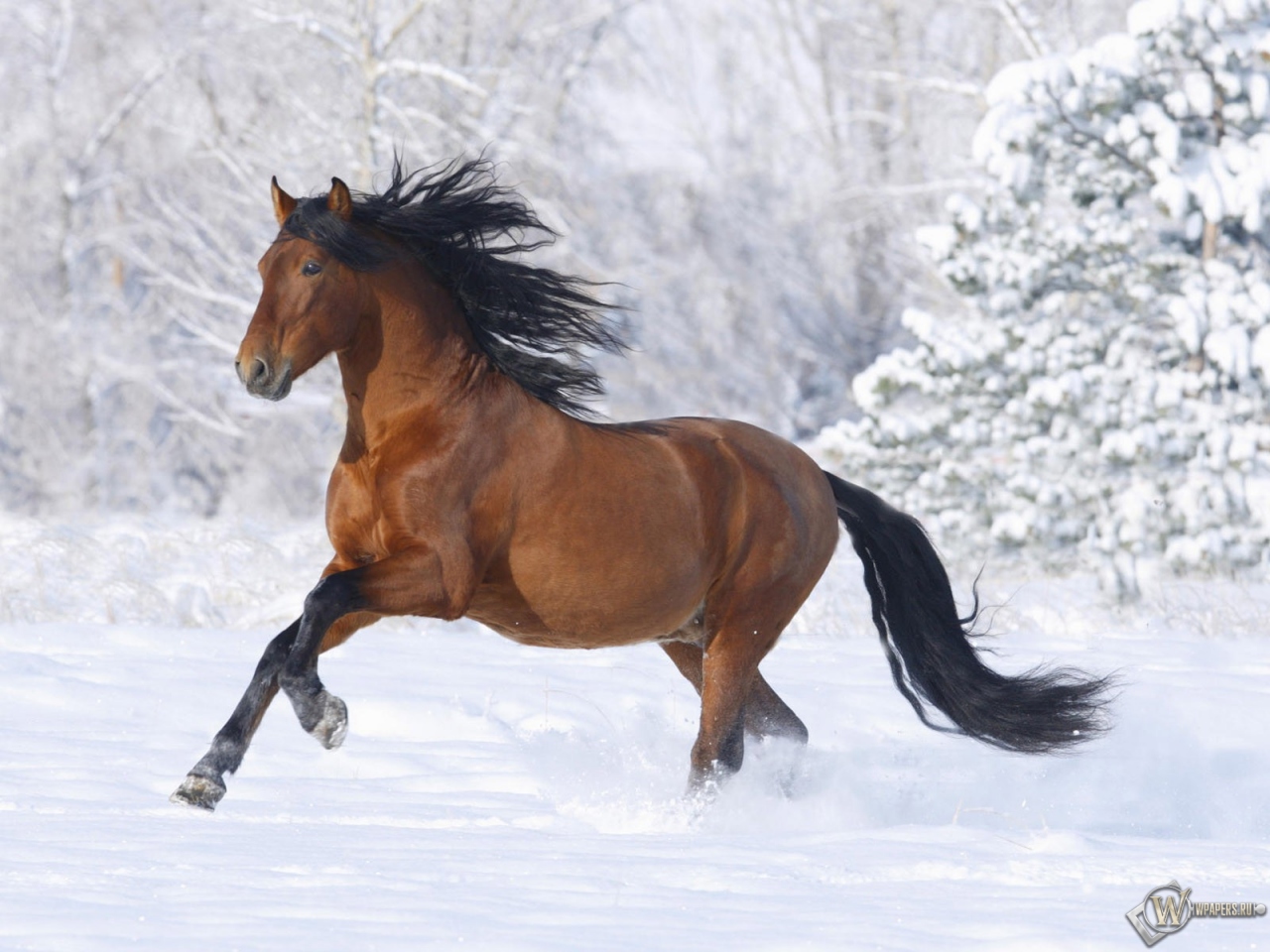 Лошадь бегущая по снегу 1280x960