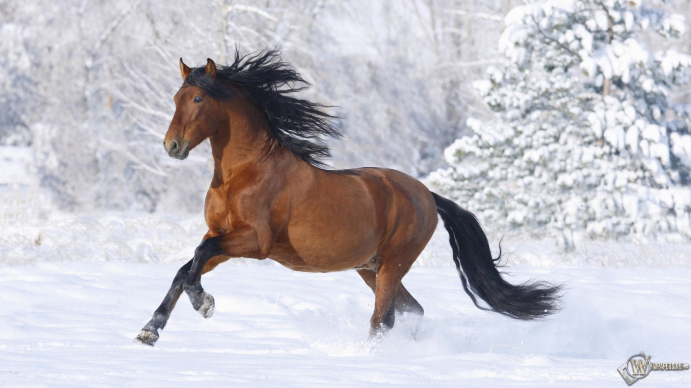 Лошадь бегущая по снегу 1366x768