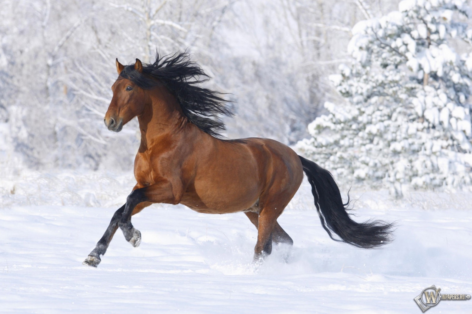 Лошадь бегущая по снегу 1500x1000