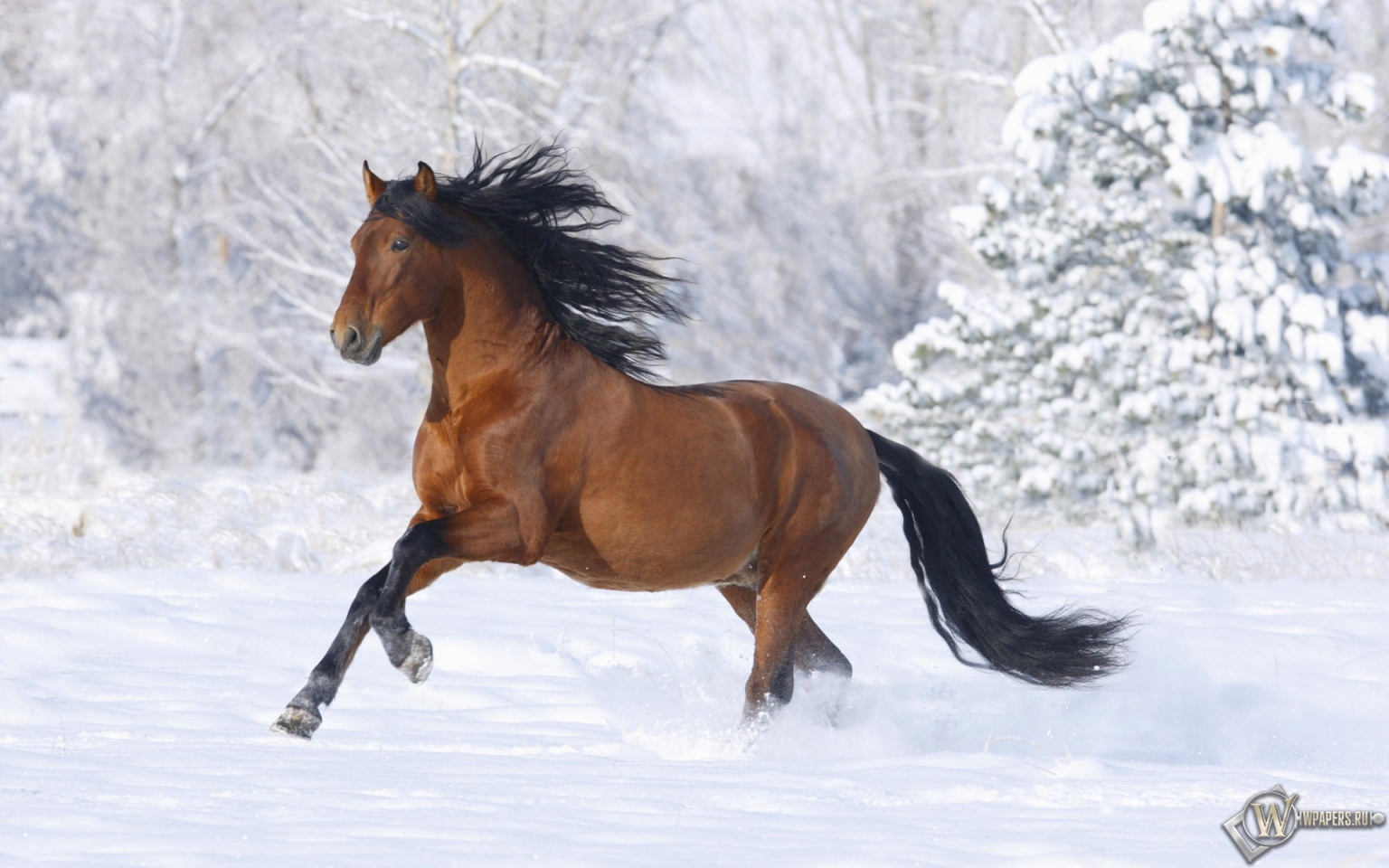 Лошадь бегущая по снегу 1536x960