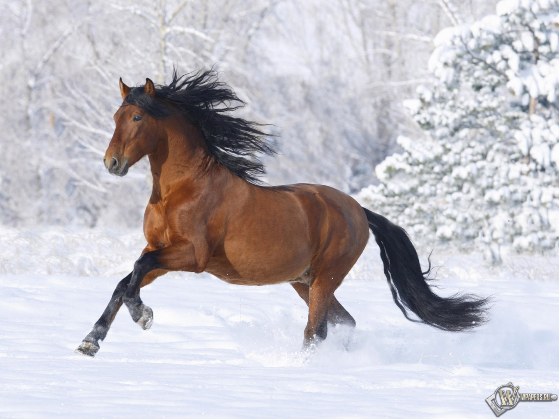 Лошадь бегущая по снегу 1920x1440