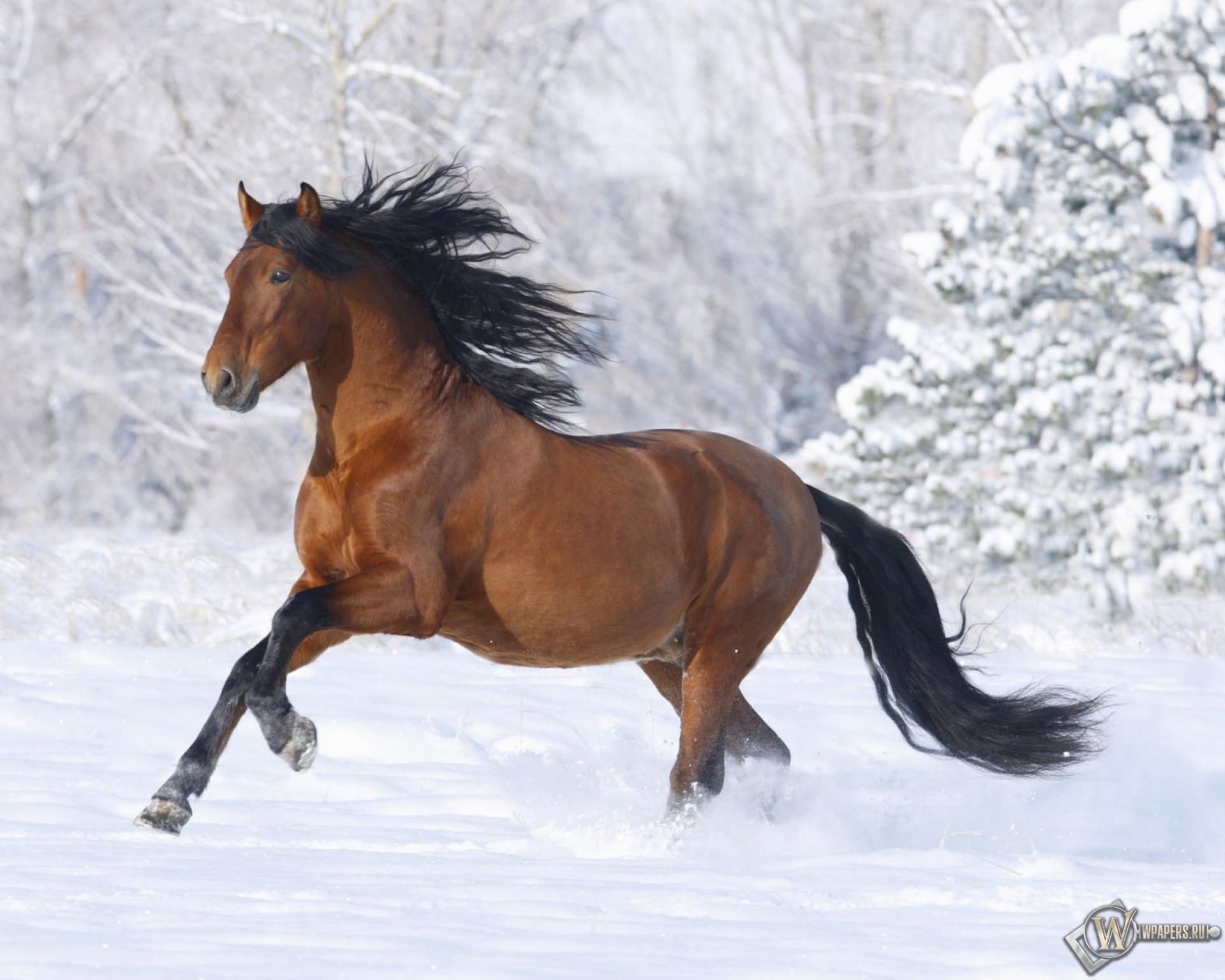 Лошадь бегущая по снегу 1920x1536