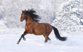 Обои Лошадь бегущая по снегу: Зима, Снег, Лошадь, Лошади
