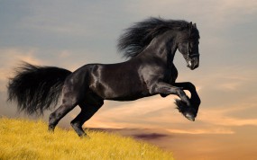 Обои Вороной фриз: Чёрный, Прыжок, Лошадь, Фризская лошадь, Лошади