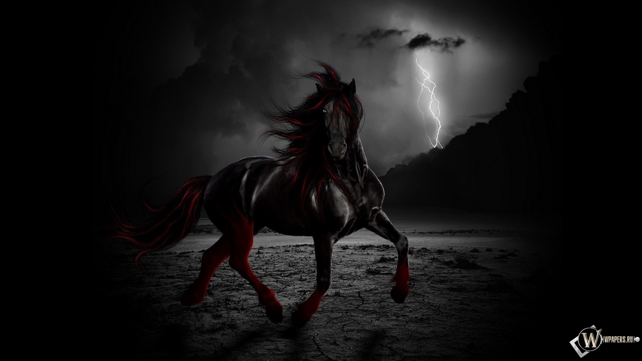 Черный конь ночью 1280x720