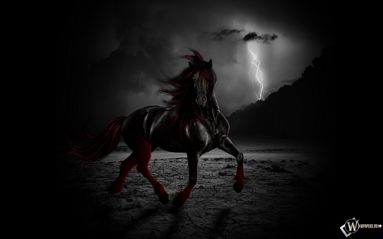 Черный конь ночью 1280x800
