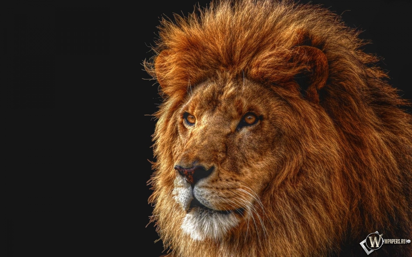 Лев на четном фоне 1440x900