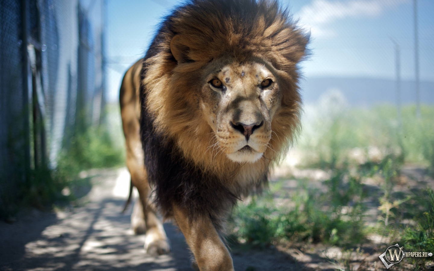 Гуляющий лев 1440x900