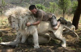 Обои Кевин Ричардсон на льве: Человек, Лев, Львы