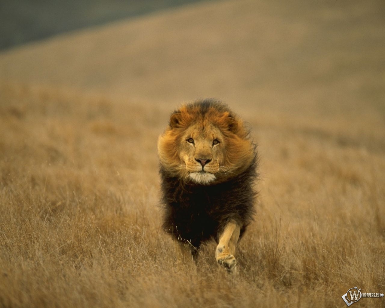 Лев-царь зверей 1280x1024
