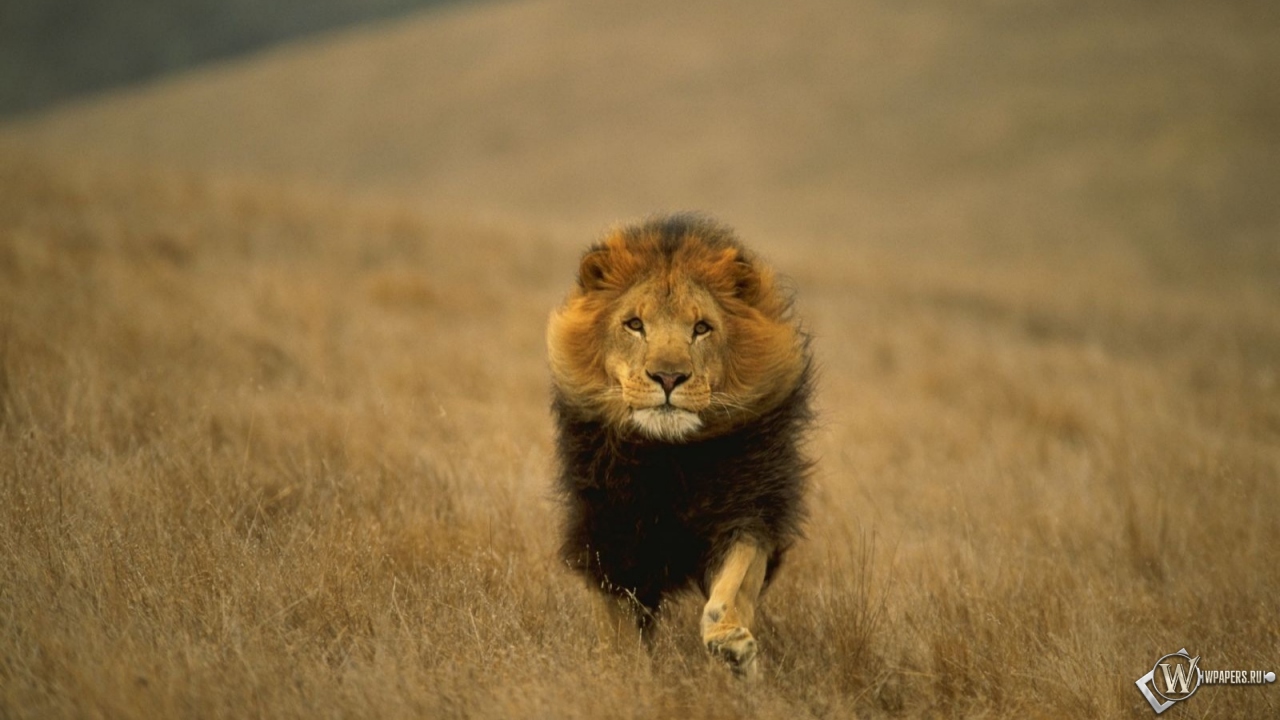 Лев-царь зверей 1280x720