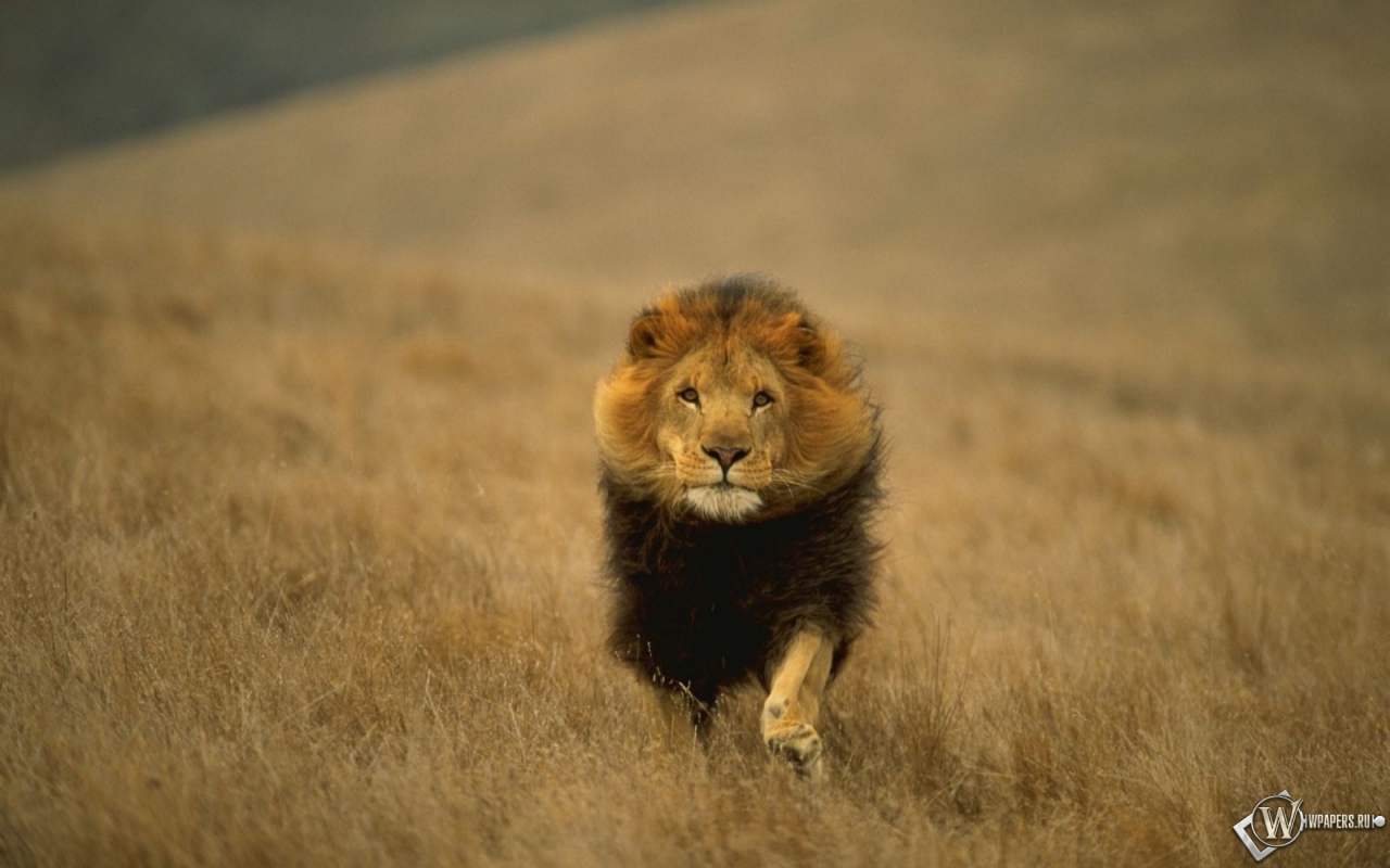 Лев-царь зверей 1280x800