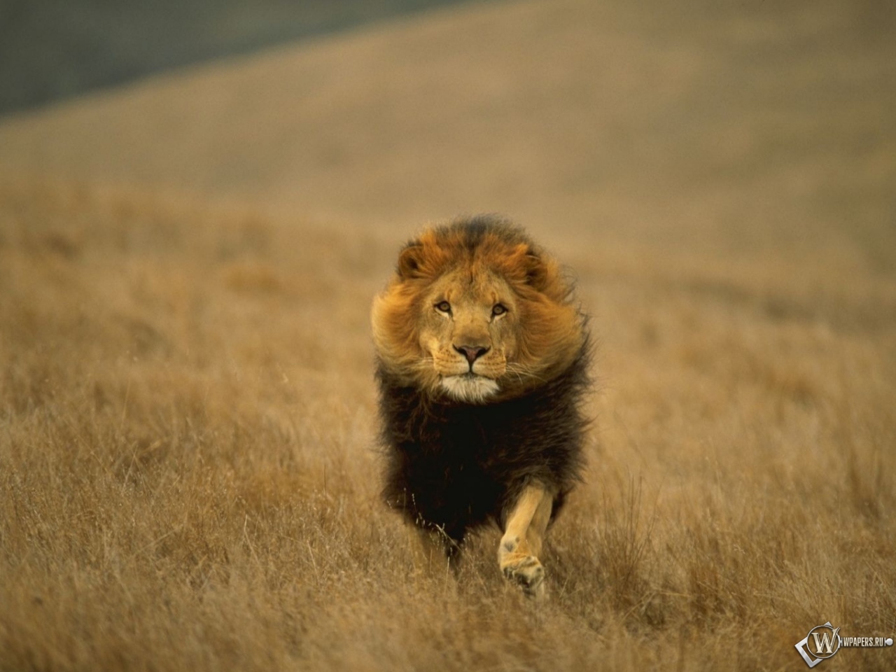 Лев-царь зверей 1280x960