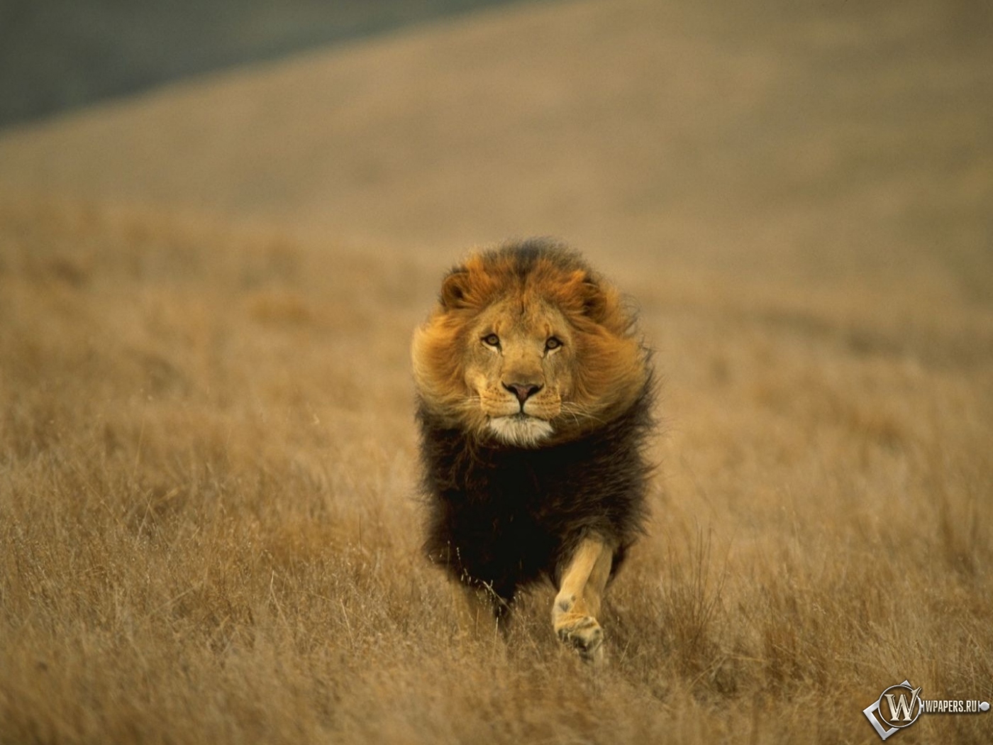 Лев-царь зверей 1400x1050