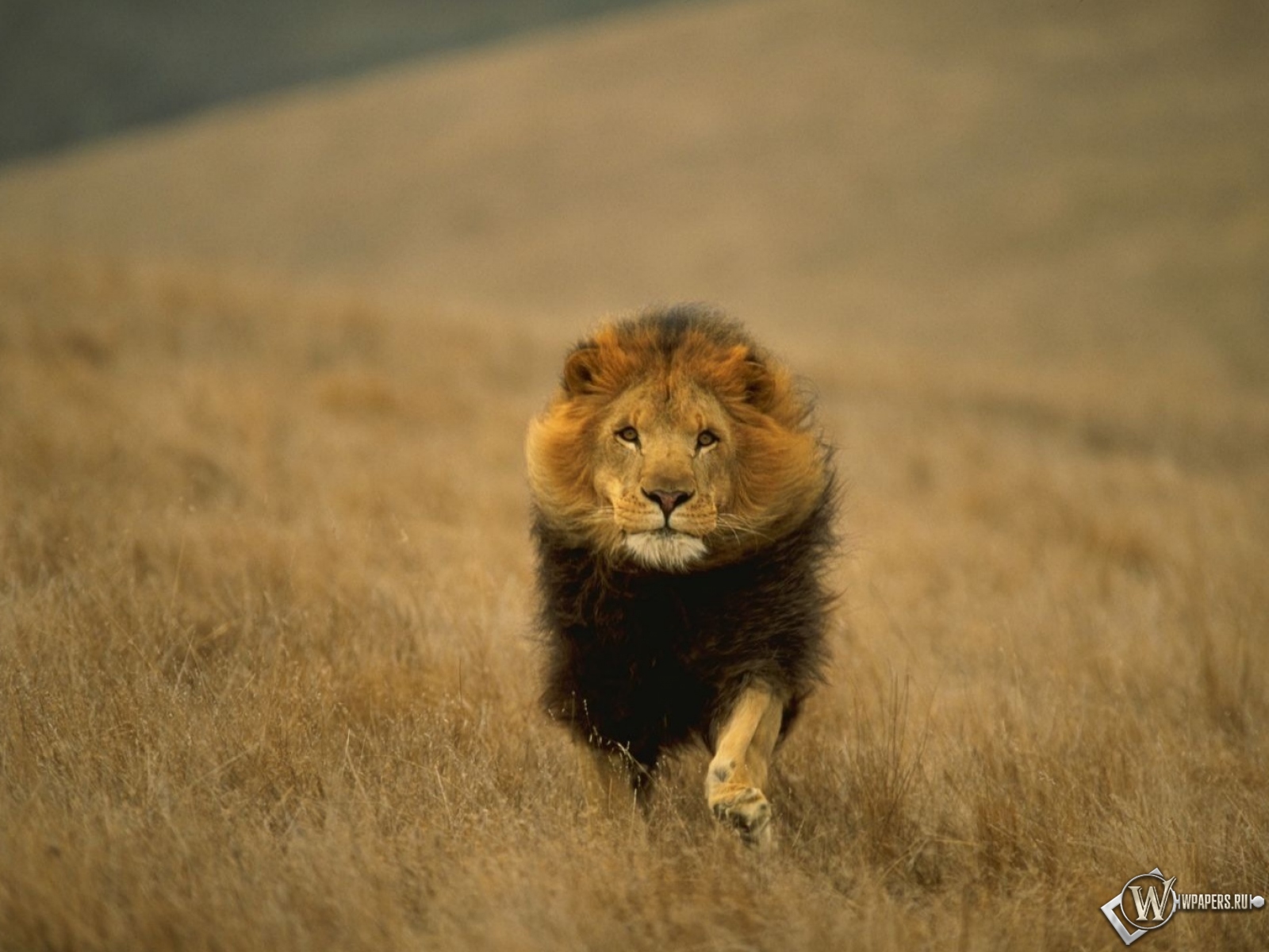 Лев-царь зверей 1600x1200