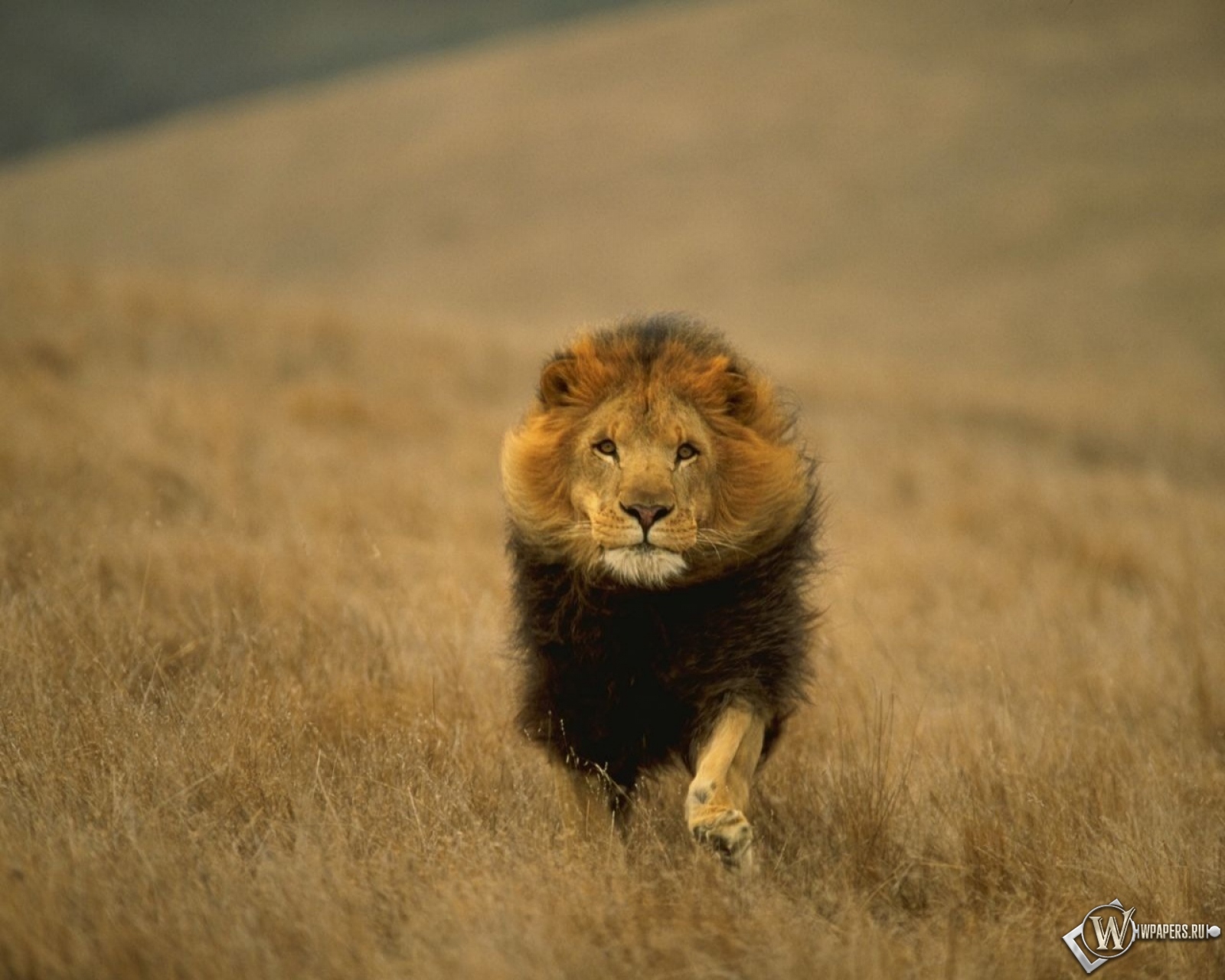 Лев-царь зверей 1600x1280