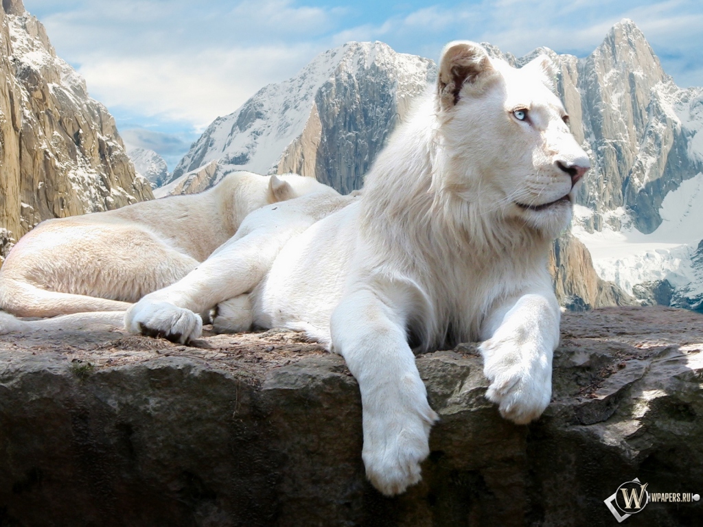 Белый лев на скале 1024x768