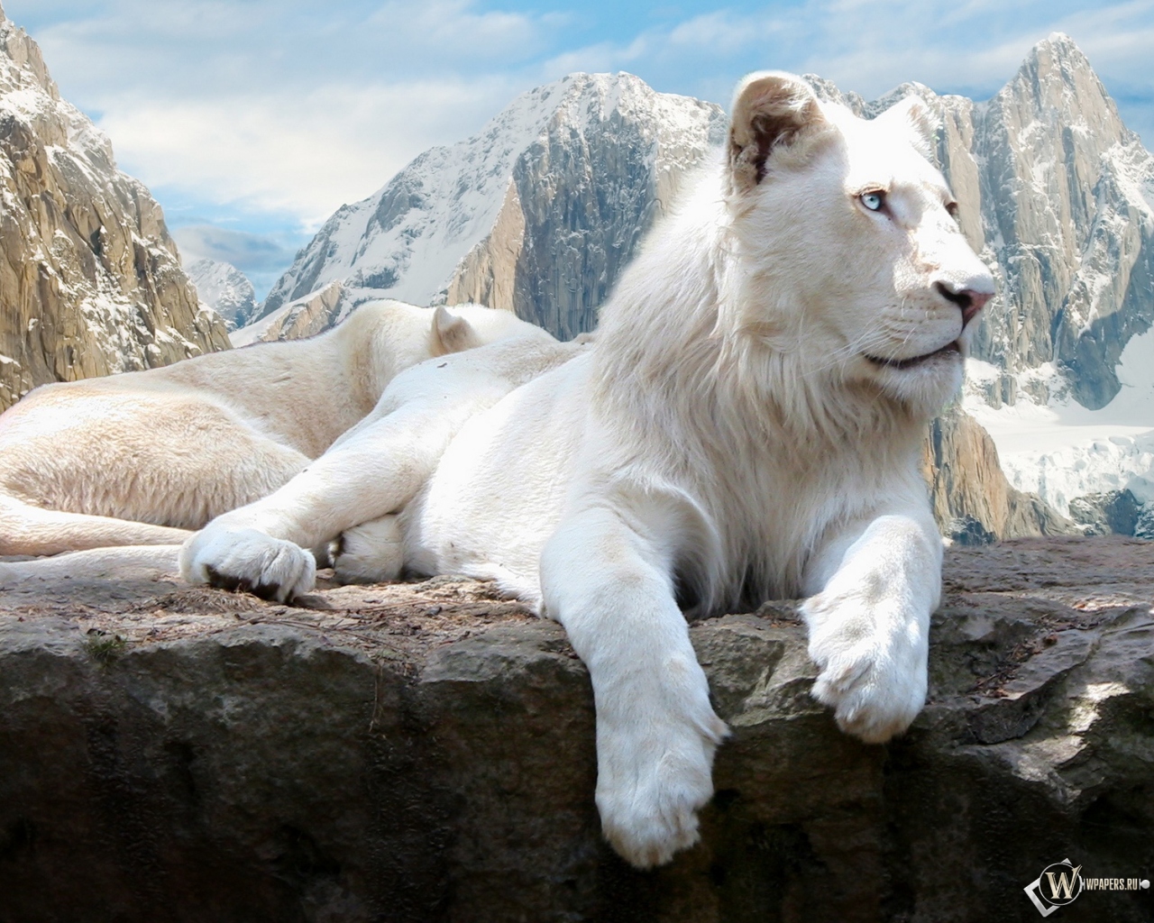Белый лев на скале 1280x1024