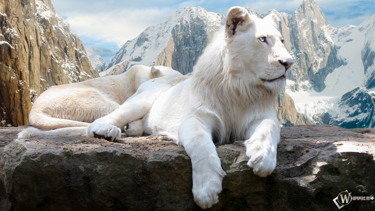 Белый лев на скале 1280x720