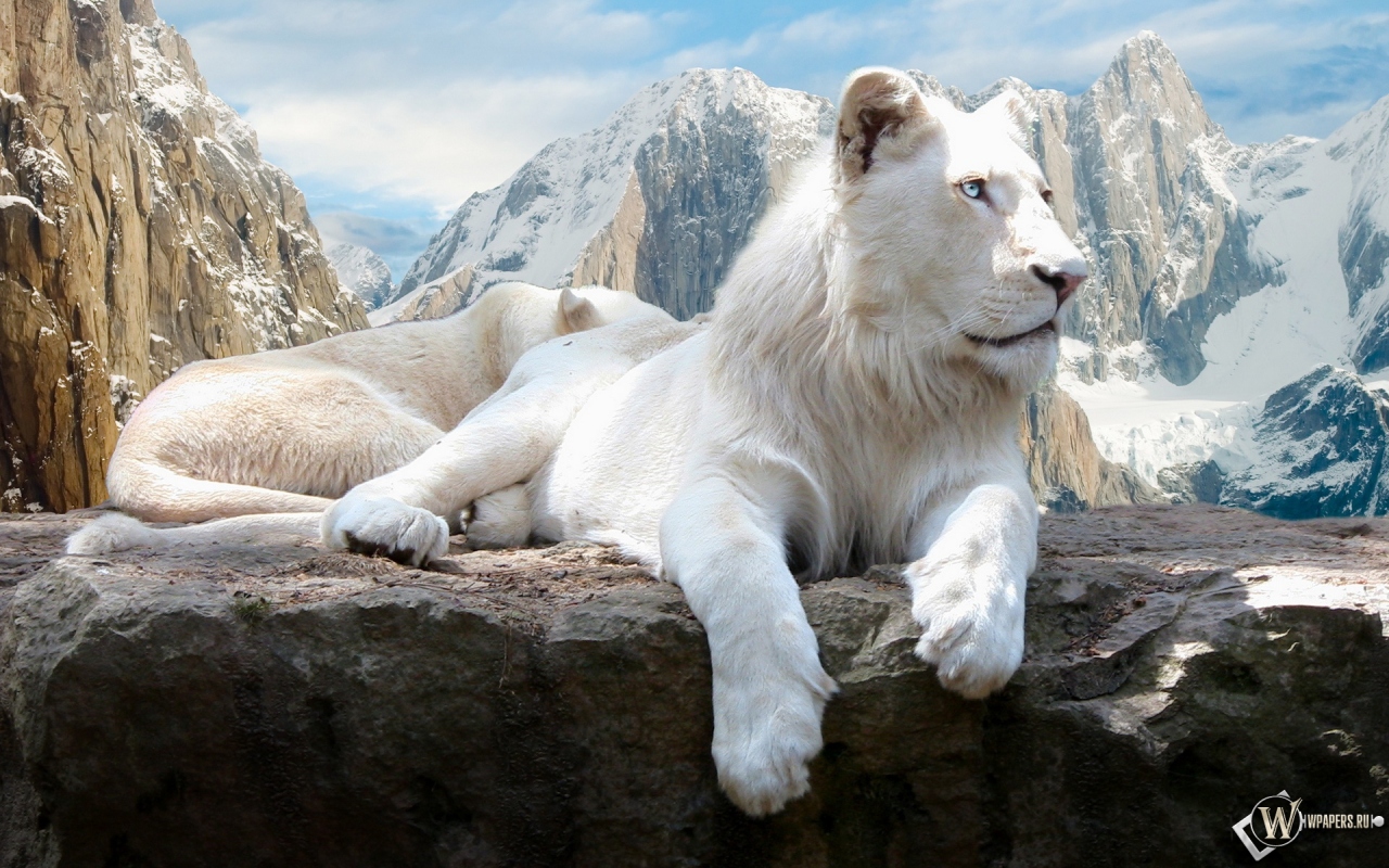 Белый лев на скале 1280x800