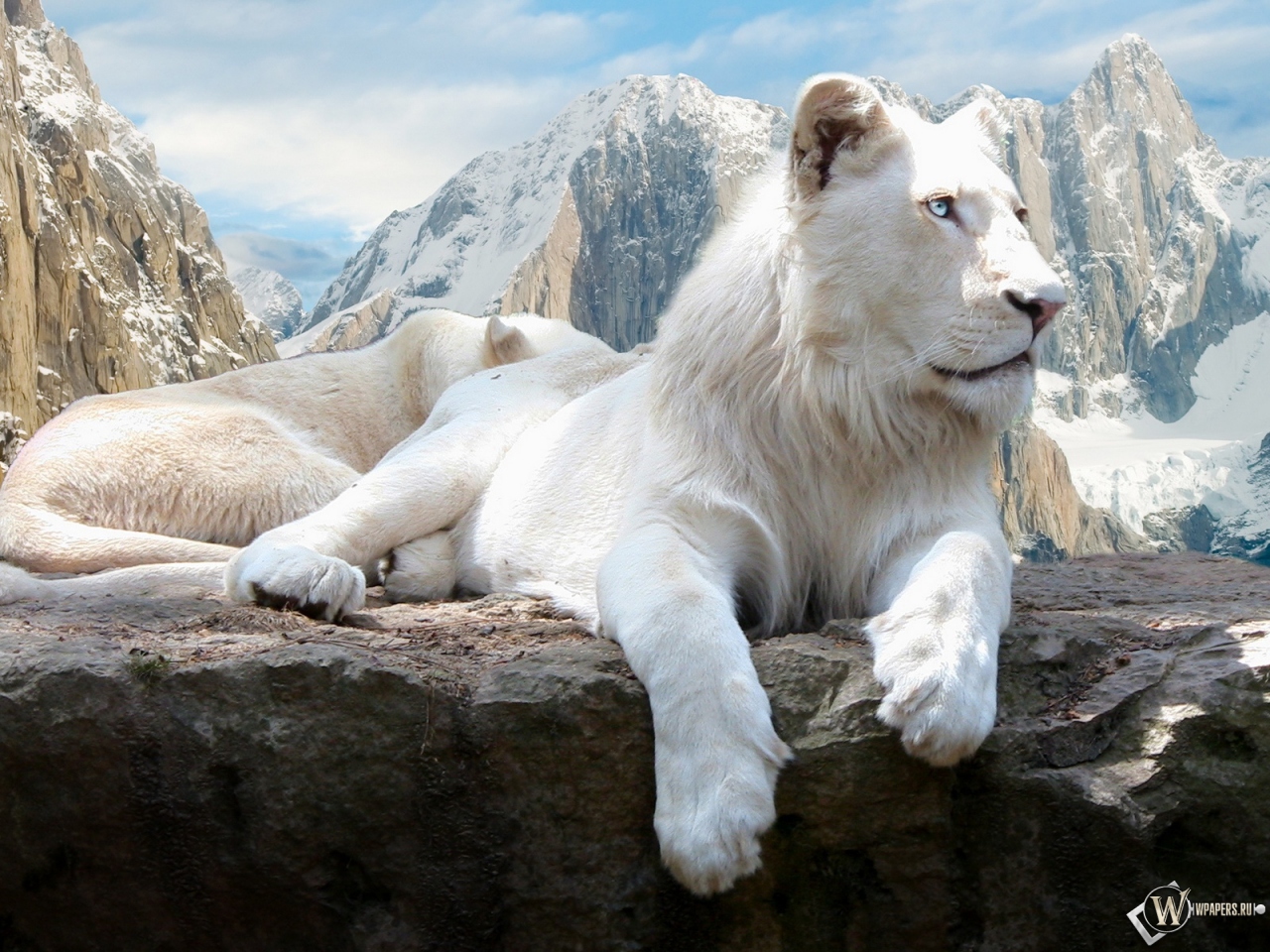Белый лев на скале 1280x960