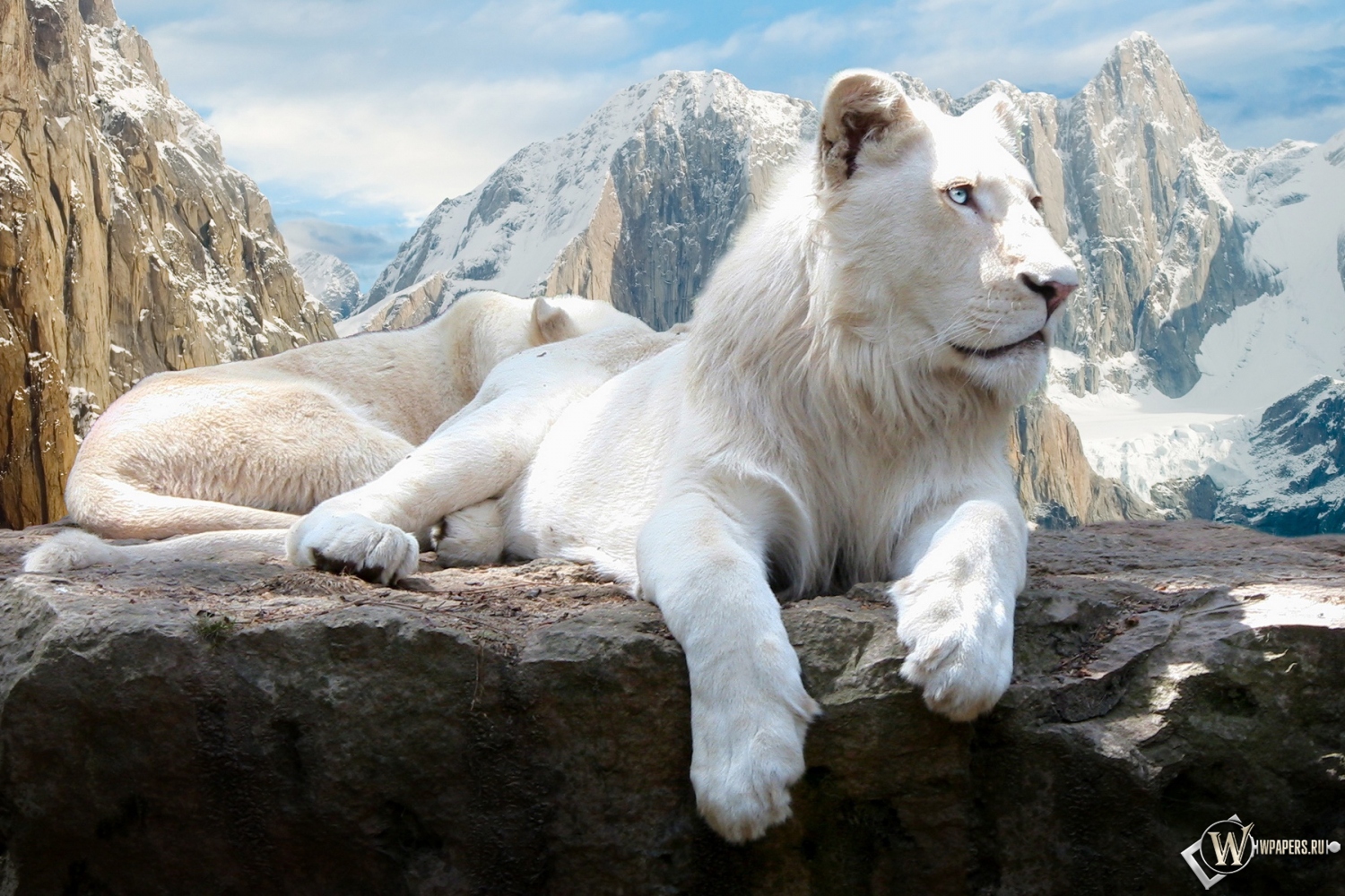 Белый лев на скале 1500x1000
