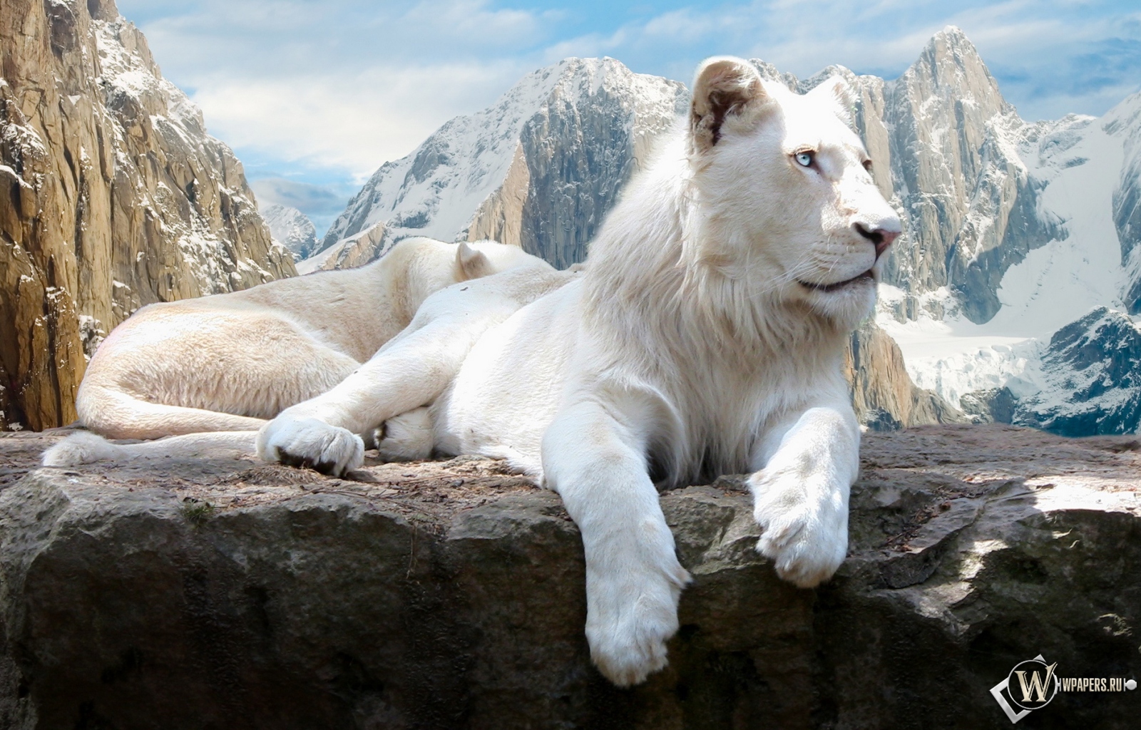 Белый лев на скале 1600x1024