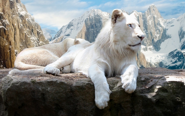 Белый лев на скале