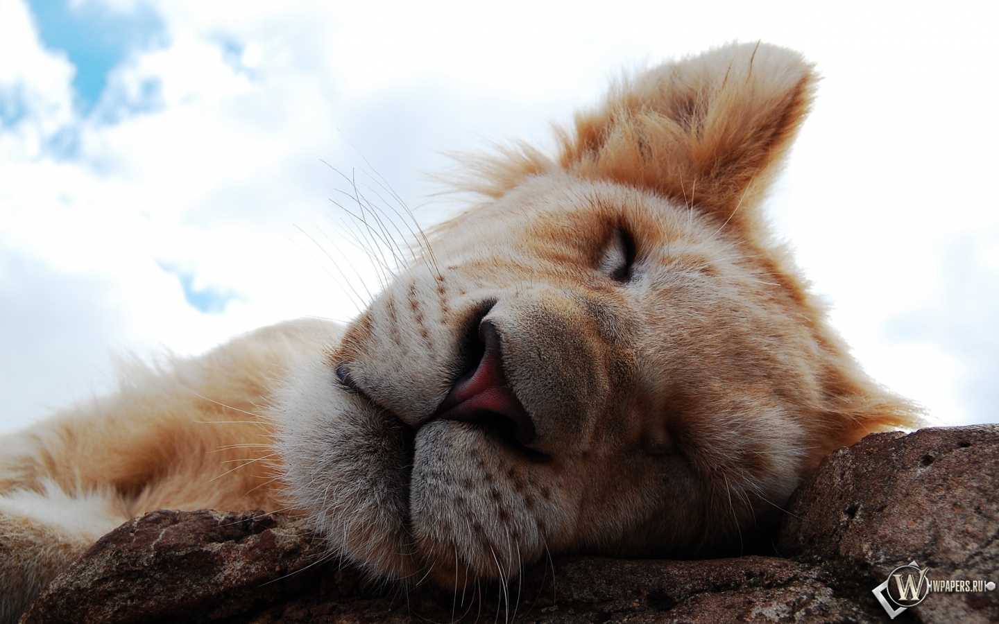 Спящий львёнок 1440x900