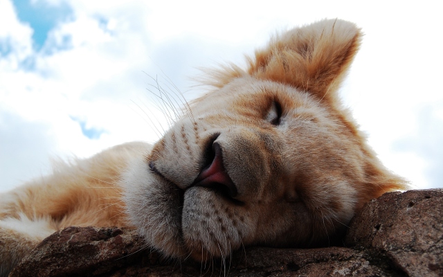 Спящий львёнок