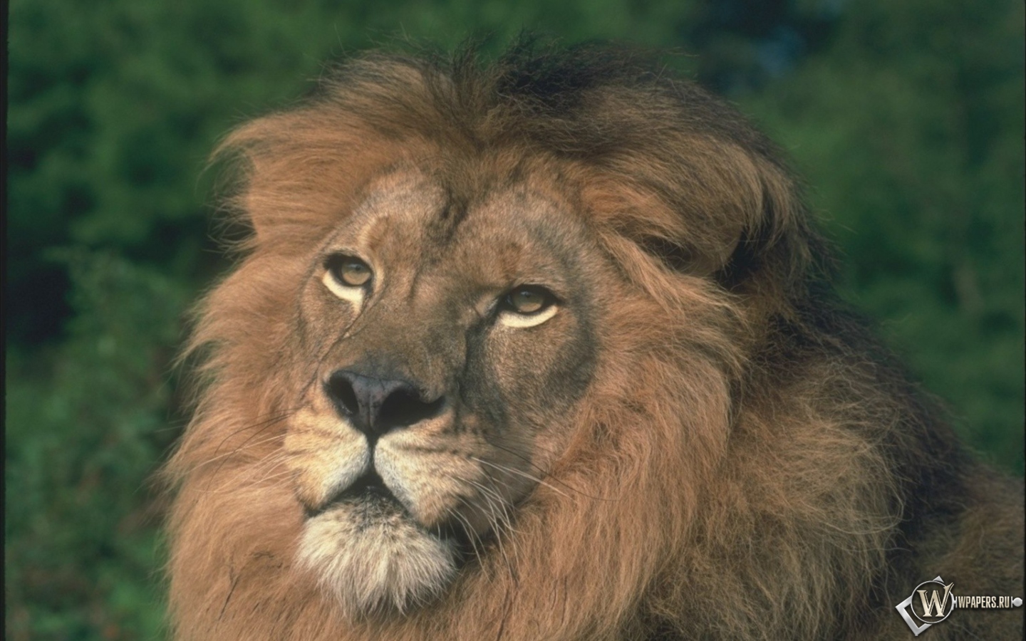 Морда льва 1440x900