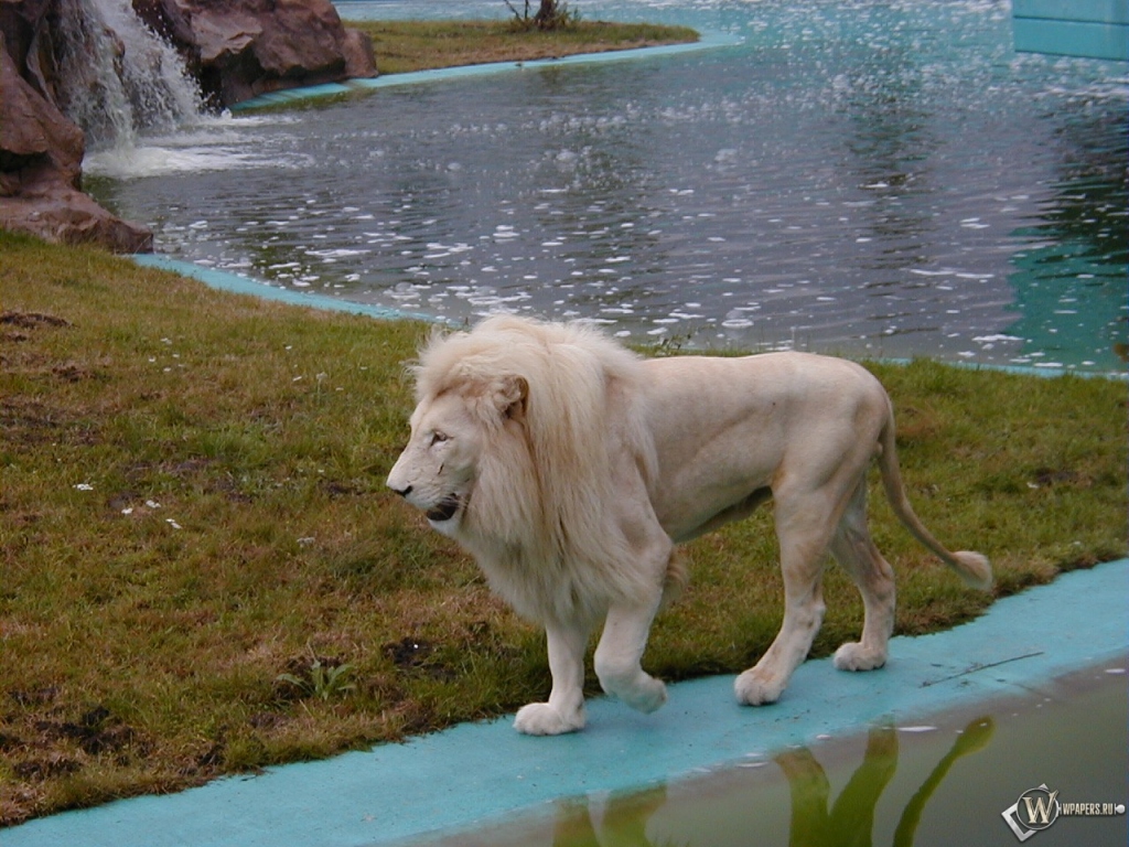 Белый лев на берегу 1024x768