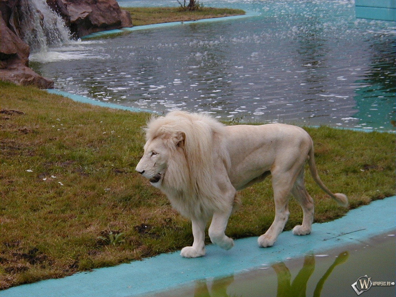 Белый лев на берегу 1280x960