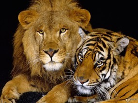 Тигрица со Львом