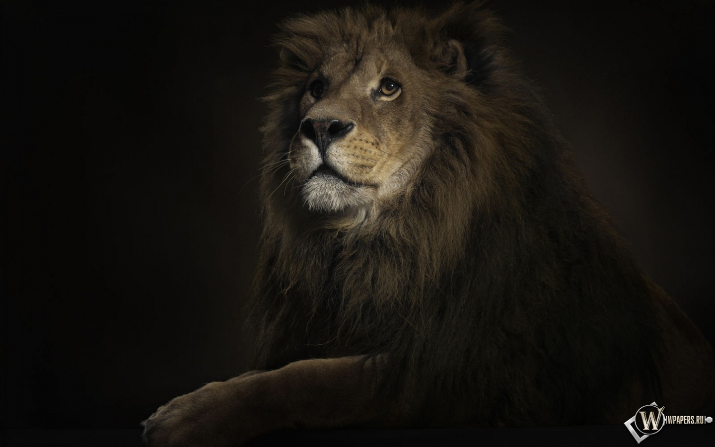 Лев на черном фоне 1440x900