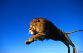 Обои Лев в прыжке: Лев, Прыжок, Львы