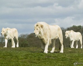 Обои Три белых льва: Поле, Белые львы, Львы