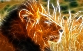 Обои Огненный Лев: Огонь, Лев, Львы