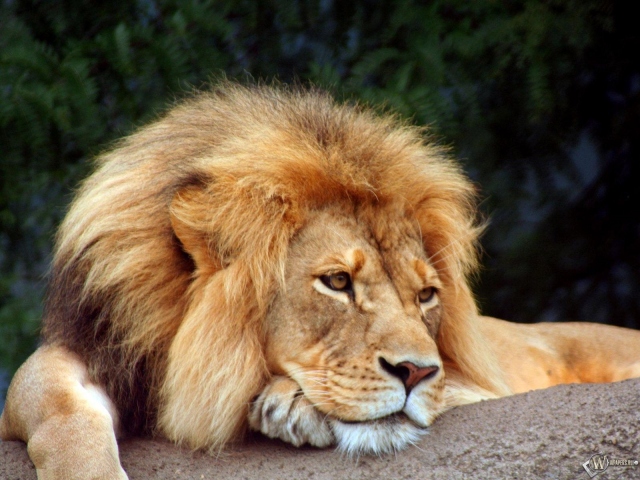 Уставший Лев