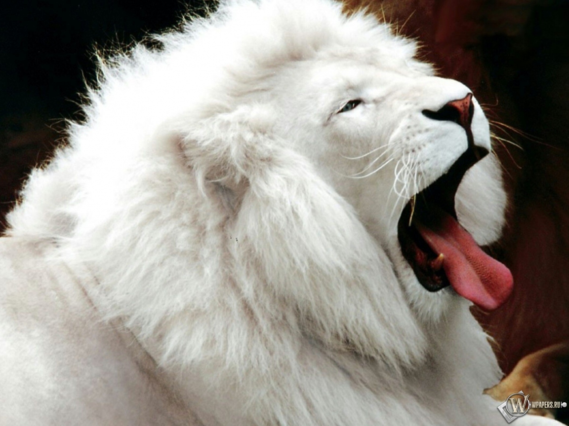Белый лев 1152x864