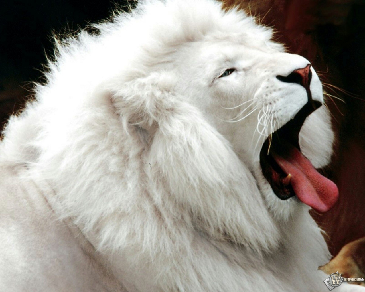 Белый лев 1280x1024