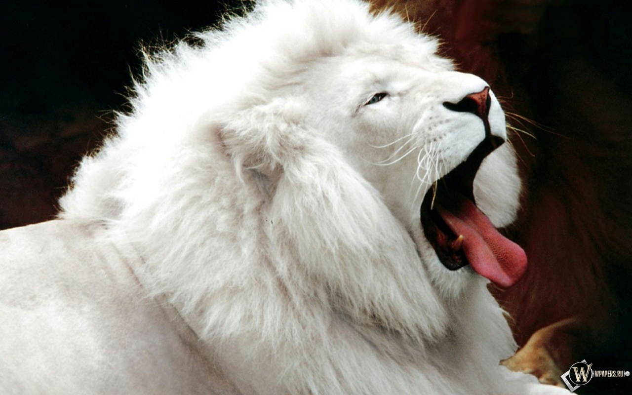 Белый лев 1280x800