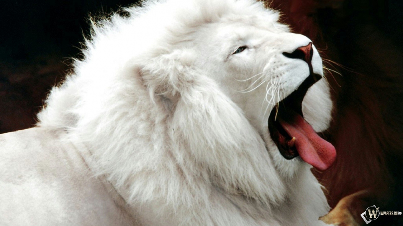 Белый лев 1366x768