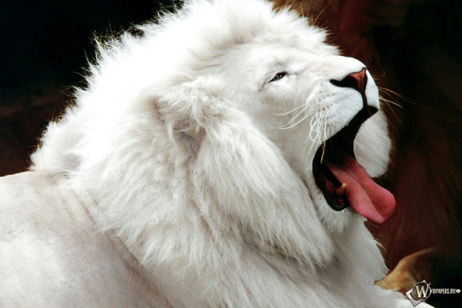 Белый лев 1500x1000